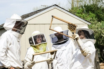 Four people in bee keeper suits looking at bees on a wooden frame from a bee hive